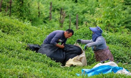 برداشت چای