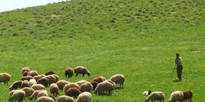 بیش از ۳۰۰ هزار راس دام عشایر فارس بیمه می‌شود