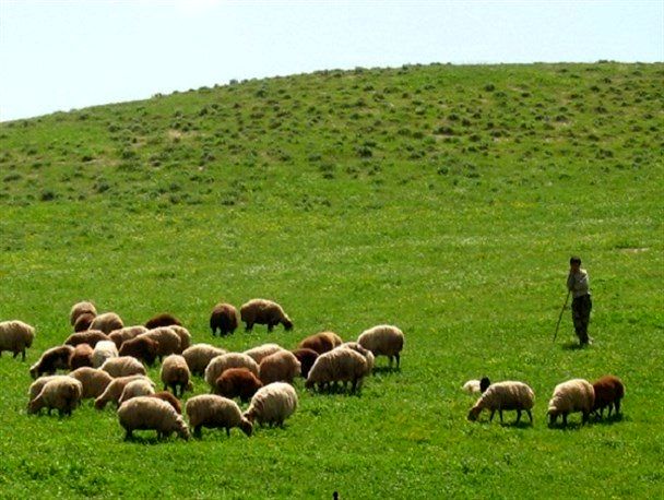 بیشتر دام پرواری کشور صادر می‌شود