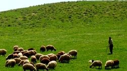 بیش از ۳۰۰ هزار راس دام عشایر فارس بیمه می‌شود