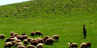 بیش از ۳۰۰ هزار راس دام عشایر فارس بیمه می‌شود