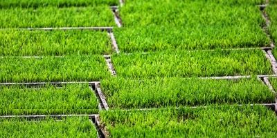 قیمت جهانی برنج به کف خود رسید
