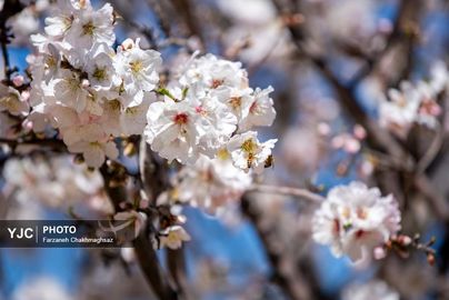 شکوفه‌های زیبای بهاری روستای مهارلو (12)