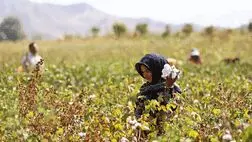 ضریب پوشش بیمه صندوق کشاورزان در کشور ۲۵ درصد است