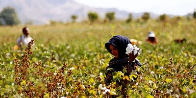 ضریب پوشش بیمه صندوق کشاورزان در کشور ۲۵ درصد است