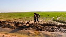 موافقت دولت با استمهال بازپرداخت وام کشاورزان خسارت دیده
