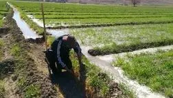 بیش از 20 هزار بهره بردار لرستانی تحت پوشش بیمه کشاورزی هستند