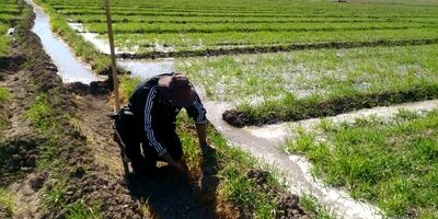 بیش از 20 هزار بهره بردار لرستانی تحت پوشش بیمه کشاورزی هستند