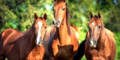 قیمت اسب نژادکاسپین روبه کاهش گذاشت / اسب های نژاد کاسپین در کشور فاقد بیمه هستند