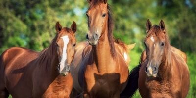 قیمت اسب نژادکاسپین روبه کاهش گذاشت / اسب های نژاد کاسپین در کشور فاقد بیمه هستند
