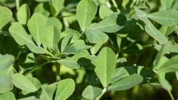 خواص درمانی گیاه «شنبلیله» از دیدگاه طب سنتی