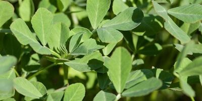 خواص درمانی گیاه «شنبلیله» از دیدگاه طب سنتی