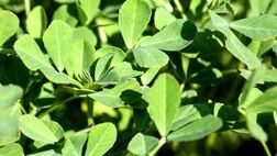 خواص درمانی گیاه «شنبلیله» از دیدگاه طب سنتی