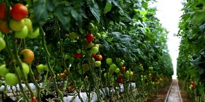 احتمال خسارت قطعی برق چاه های کشاورزی تا ۵۰ درصد