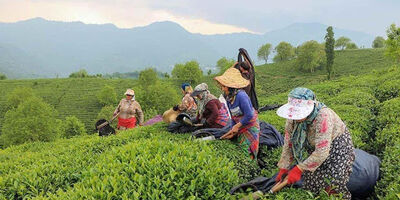 ۳۰ هزار چایکار برای بیمه باغ های چای خود اقدام کردند