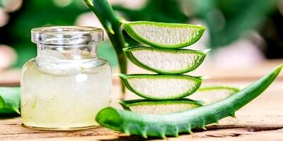 فواید دارویی آلوئه ورا چیست؟