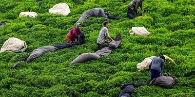 ناظران چای نیمی از سال را بدون پوشش بیمه سپری می‌کنند