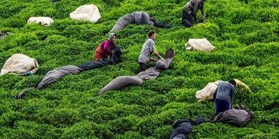 ناظران چای نیمی از سال را بدون پوشش بیمه سپری می‌کنند