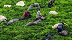 ناظران چای نیمی از سال را بدون پوشش بیمه سپری می‌کنند