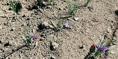چهار هزار هکتار مزارع زعفران باخزر بیمه ندارد