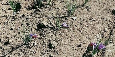 چهار هزار هکتار مزارع زعفران باخزر بیمه ندارد