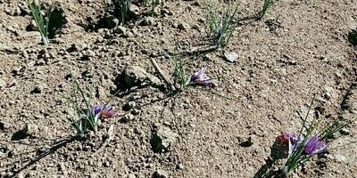 چهار هزار هکتار مزارع زعفران باخزر بیمه ندارد