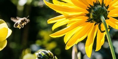 هوش مصنوعی منشاء باستانی رنگ‌ گل‌ها را افشا کرد