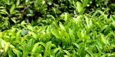 خرید تضمینی برگ سبز چای به ۱۱۴ هزار تن رسید
