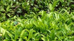 خرید تضمینی برگ سبز چای پایان یافت