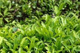 خرید تضمینی برگ سبز چای پایان یافت