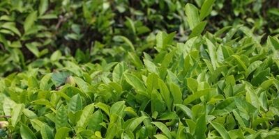 خرید تضمینی برگ سبز چای به ۱۱۴ هزار تن رسید