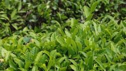 خرید تضمینی برگ سبز چای به ۱۱۴ هزار تن رسید