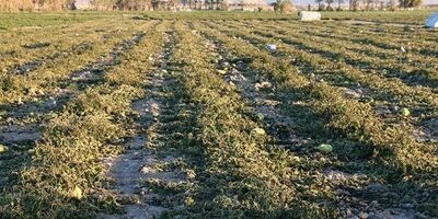 سطح باغات بیمه‌شده پارس‌آباد به 243 هکتار رسید
