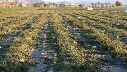سطح باغات بیمه‌شده پارس‌آباد به 243 هکتار رسید