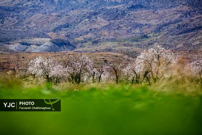 شکوفه‌های زیبای بهاری روستای مهارلو (20)