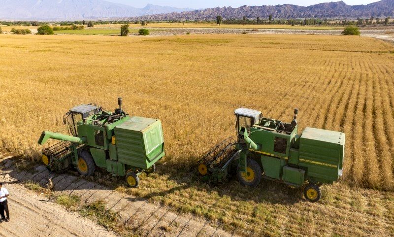 
سطح زیرکشت گندم به ۵ میلیون هکتار می‌رسد