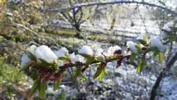 پنج توصیه به باغداران و کشاورزان برای مقابله با سرمازدگی