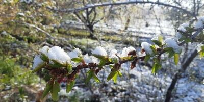 پنج توصیه به باغداران و کشاورزان برای مقابله با سرمازدگی