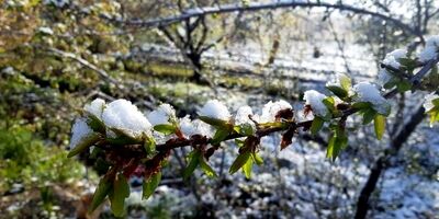 پنج توصیه به باغداران و کشاورزان برای مقابله با سرمازدگی