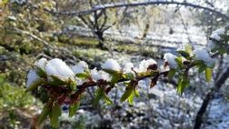 پنج توصیه به باغداران و کشاورزان برای مقابله با سرمازدگی