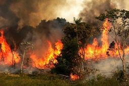 آتش‌سوزی گسترده در جنگل‌های مازندران؛ درخواست فوری برای اعزام بالگرد
