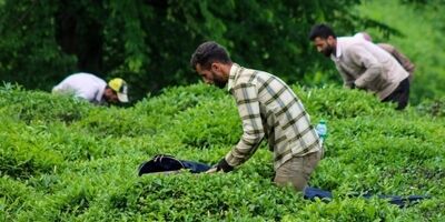 خرید تضمینی برگ سبز چای به ۶۶ هزارتن رسید
