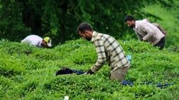 خرید تضمینی برگ سبز چای به ۶۶ هزارتن رسید
