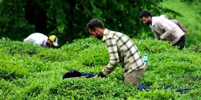 خرید تضمینی برگ سبز چای به ۶۶ هزارتن رسید
