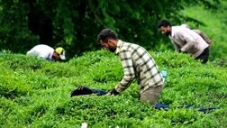 خرید تضمینی برگ سبز چای به ۶۶ هزارتن رسید
