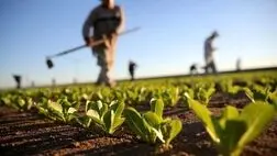 پرداخت 6 هزار میلیارد تومان به صندوق بیمه محصولات کشاورزی
