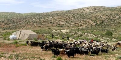 ۱۰۰ هزار خانوار کم بضاعت عشایر کشور بیمه رایگان اجتماعی می‌شوند