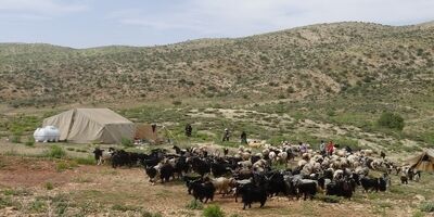 ۱۰۰ هزار خانوار کم بضاعت عشایر کشور بیمه رایگان اجتماعی می‌شوند