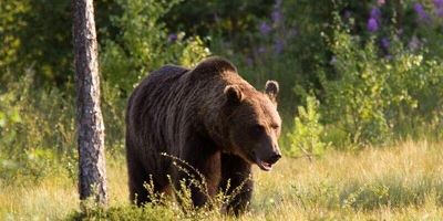 بیمه کشاورزی چیست؟ + شرایط، ثبت نام و استعلام بیمه