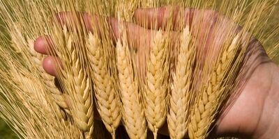 قیمت خرید تضمینی جو برای سال ۱۴۰۳ اعلام شد